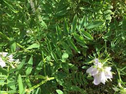 Attēlu rezultāti vaicājumam “Vicia sylvatica bud”