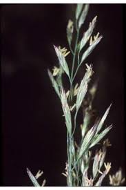 Attēlu rezultāti vaicājumam “Festuca pratensis”