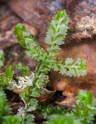Attēlu rezultāti vaicājumam “Barbilophozia barbata”