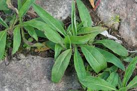 Attēlu rezultāti vaicājumam “Inula britannica leaf”