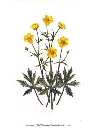 Attēlu rezultāti vaicājumam “Ranunculus acris flower”