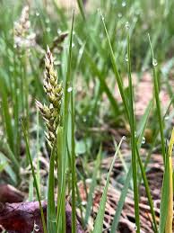 Attēlu rezultāti vaicājumam “Hierochloe odorata flower”