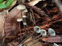 Attēlu rezultāti vaicājumam “Mycena”