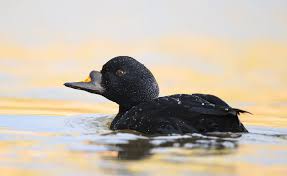 Attēlu rezultāti vaicājumam “Melanitta nigra male”