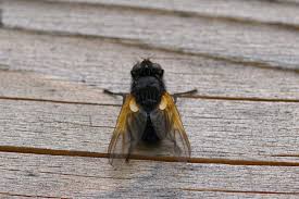 Attēlu rezultāti vaicājumam “Mesembrina meridiana”