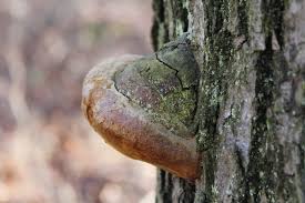 Attēlu rezultāti vaicājumam “Phellinus”
