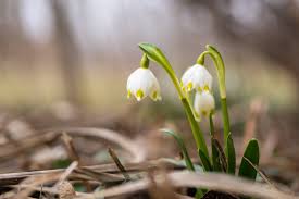 Attēlu rezultāti vaicājumam “Leucojum vernum var. carpathicum flower”