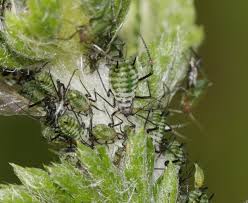 Attēlu rezultāti vaicājumam “Macrosiphoniella absinthii”