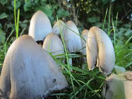 Attēlu rezultāti vaicājumam “Coprinus atramentarius”