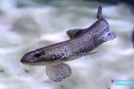 Image result for Scyliorhinus canicula