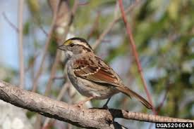 Image result for Zonotrichia albicollis