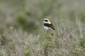 Image result for Oenanthe hispanica