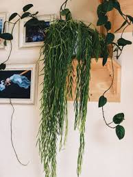 Image result for Alonsoa linearis