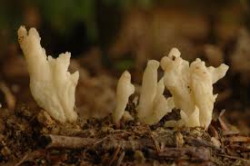 Attēlu rezultāti vaicājumam “Clavulina rugosa”