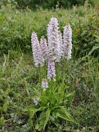 Attēlu rezultāti vaicājumam “Dactylorhiza fuchsii bud”