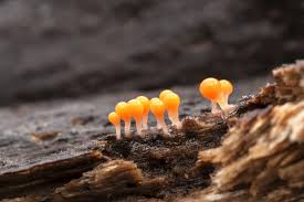 Attēlu rezultāti vaicājumam “Trichia decipiens”