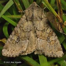 Attēlu rezultāti vaicājumam “Apamea sordens”