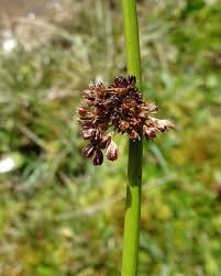 Attēlu rezultāti vaicājumam “Juncus conglomeratus fruit”