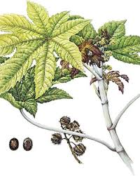 castor plant