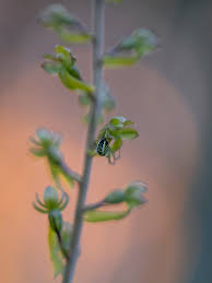 Attēlu rezultāti vaicājumam “Listera ovata bud”
