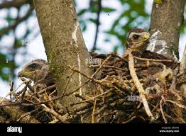 Attēlu rezultāti vaicājumam “Buteo buteo nest”
