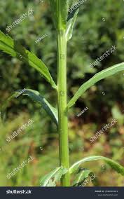Attēlu rezultāti vaicājumam “Jacobaea paludosa leaf”