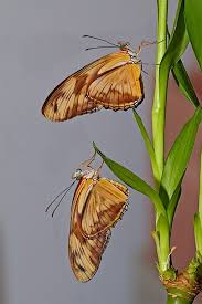 Attēlu rezultāti vaicājumam “Lycogala convexum macro”