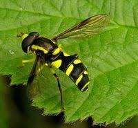 Attēlu rezultāti vaicājumam “Xanthogramma sp. male”