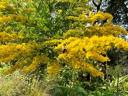 Attēlu rezultāti vaicājumam “Solidago canadensis flower”