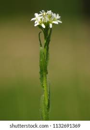 Attēlu rezultāti vaicājumam “Arabis hirsuta”