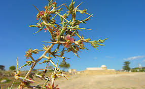 Attēlu rezultāti vaicājumam “Chenopodiaceae”