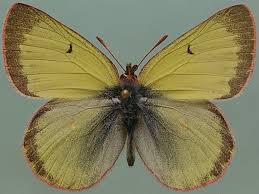 Attēlu rezultāti vaicājumam “Colias palaeno upperside”