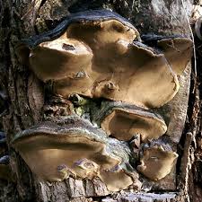 Attēlu rezultāti vaicājumam “Phellinus igniarius”