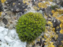 Attēlu rezultāti vaicājumam “Grimmia pulvinata sporophyte”