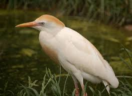 Attēlu rezultāti vaicājumam “Bubulcus ibis”