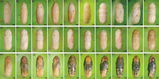 Attēlu rezultāti vaicājumam “Acronicta megacephala larva”