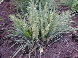 Attēlu rezultāti vaicājumam “Koeleria glauca flower”