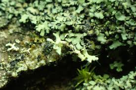 Attēlu rezultāti vaicājumam “Physcia tenella”