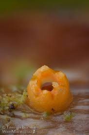 Attēlu rezultāti vaicājumam “Sphaerobolus stellatus”