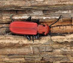 Attēlu rezultāti vaicājumam “Cucujus cinnaberinus”