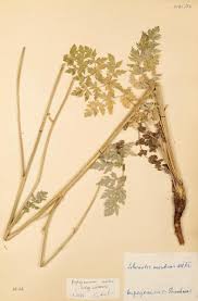 Attēlu rezultāti vaicājumam “Libanotis montana”