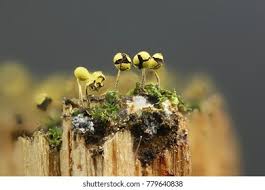 Attēlu rezultāti vaicājumam “Physarum viride macro”