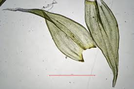 Attēlu rezultāti vaicājumam “Racomitrium canescens sporophyte”