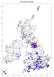 Attēlu rezultāti vaicājumam “Parmelina tiliacea”