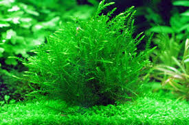 Attēlu rezultāti vaicājumam “Fontinalis antipyretica”