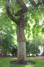 Attēlu rezultāti vaicājumam “Platanus x hispanica (syn. Platanus x acerifolia)”