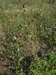 Attēlu rezultāti vaicājumam “Sanguisorba officinalis”