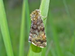 Attēlu rezultāti vaicājumam “Panemeria tenebrata”