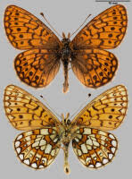 Attēlu rezultāti vaicājumam “Boloria eunomia”