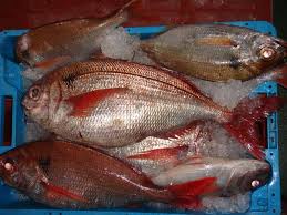 Image result for Pagellus bogaraveo